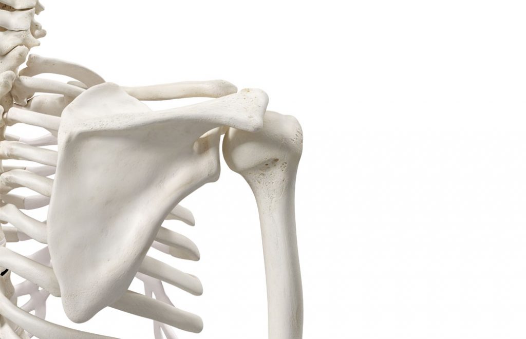 肩甲骨の骨模型