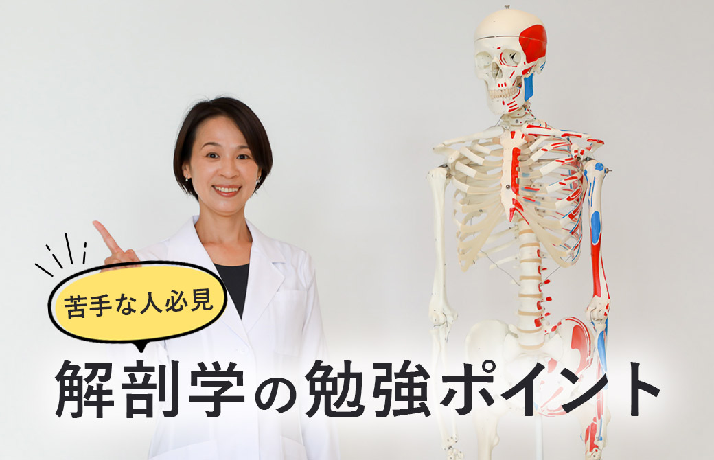 解剖学の勉強ポイント
