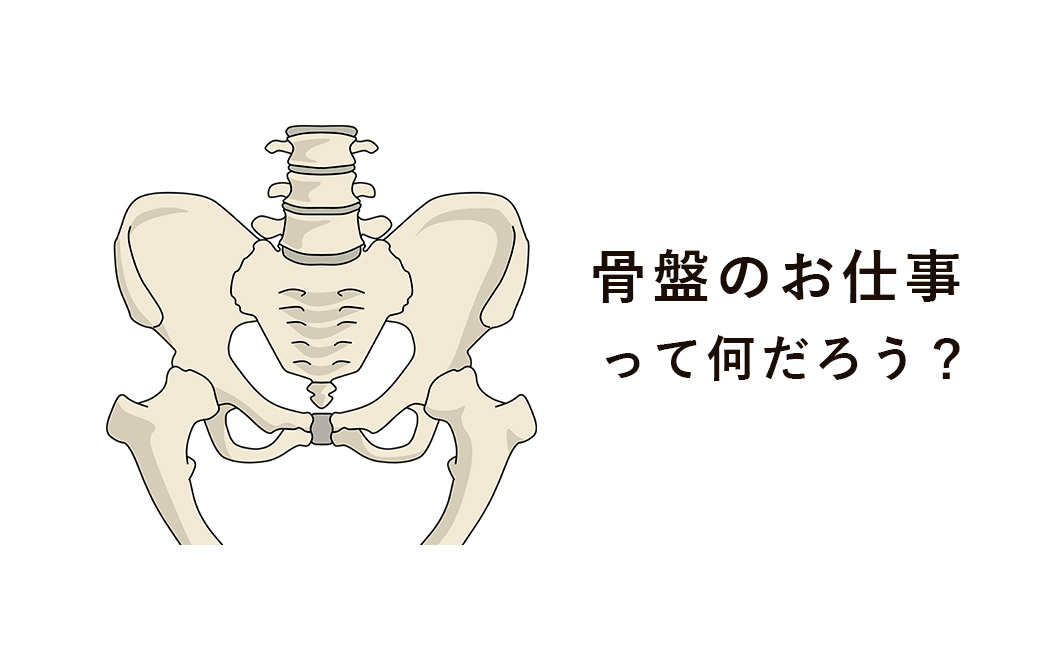 骨盤のイラスト